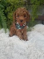 Dr. Pepper, a male Poodle - Toy  for sale in Bolivar, MO – 10 of 10