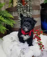 Whiskers , a male Morkie for sale in Bolivar, MO – 4 of 10