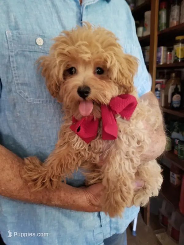 Rubble  – Maltipoo puppy for sale in Bolivar, MO