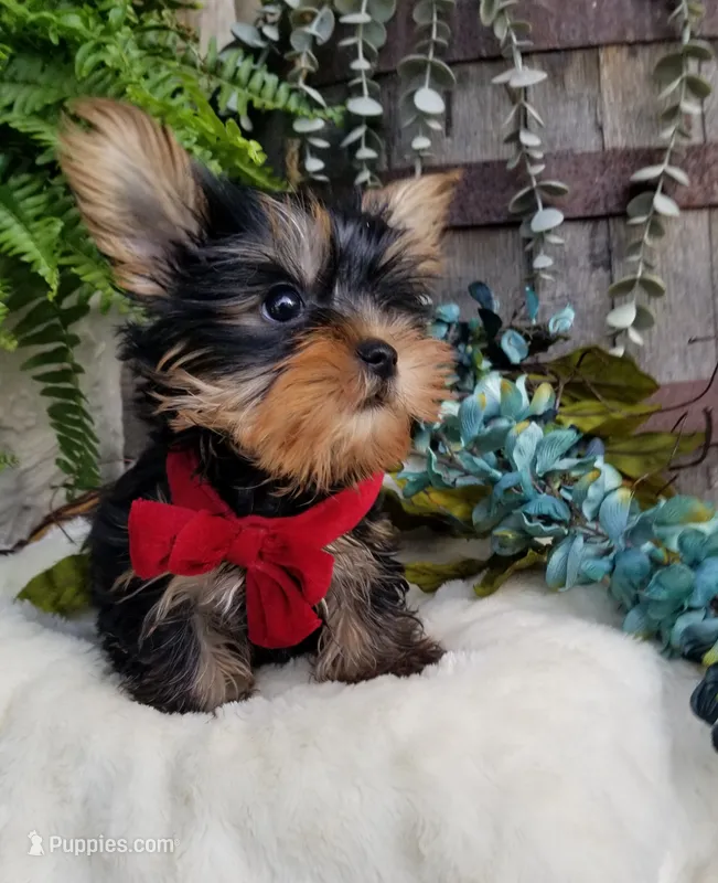 Mickey  – Yorkshire Terrier puppy for sale in Bolivar, MO