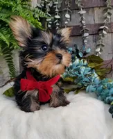 Mickey , a male Yorkshire Terrier for sale in Bolivar, MO – 4 of 10