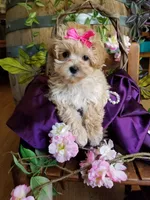 Sally , a female Maltipoo for sale in Bolivar, MO – 4 of 9