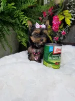 Libby, a female Yorkshire Terrier for sale in Bolivar, MO – 10 of 10
