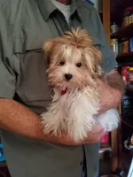 Happy , a male Morkie for sale in Bolivar, MO – 3 of 10