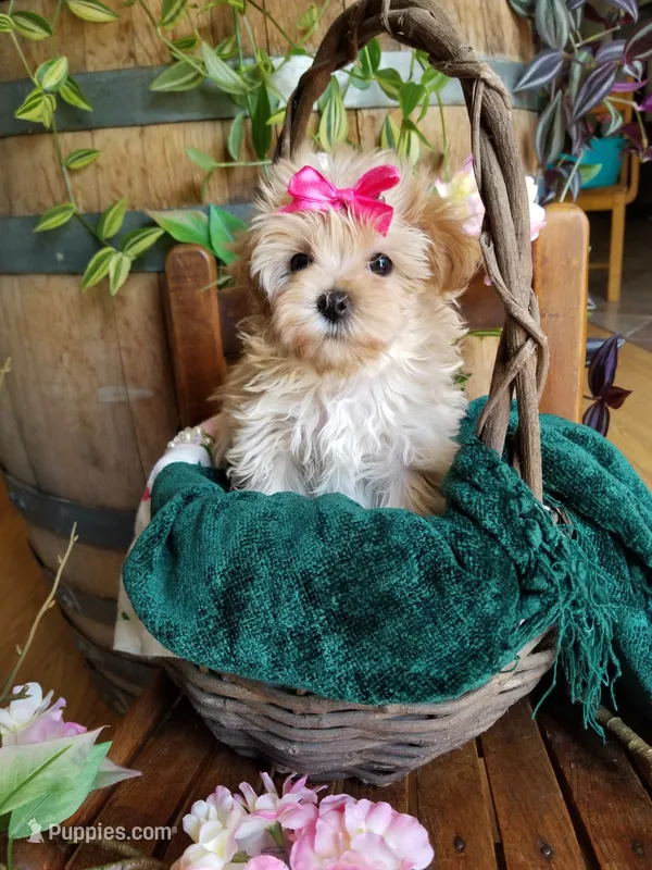 Buttons  – Maltipoo puppy for sale in Bolivar, MO