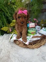 Apple, a female Poodle - Toy  for sale in Bolivar, MO – 2 of 10