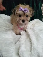Catalina , a female Morkie for sale in Bolivar, MO – 4 of 10