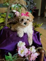 Sally , a female Maltipoo for sale in Bolivar, MO – 6 of 9