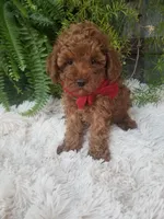 Hudson , a male Poodle - Toy  for sale in Bolivar, MO – 10 of 10