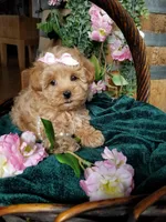 Willow , a female Maltipoo for sale in Bolivar, MO – Photo 3 of 6