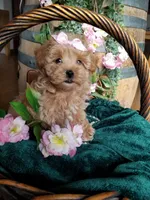 Willow , a female Maltipoo for sale in Bolivar, MO – Photo 5 of 6