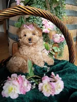 Willow , a female Maltipoo for sale in Bolivar, MO – Photo 1 of 6