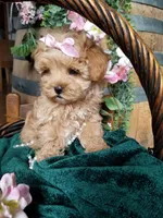 Willow , a female Maltipoo for sale in Bolivar, MO – Photo 6 of 6