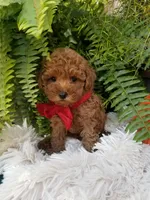 Paxton , a male Poodle - Toy  for sale in Bolivar, MO – 7 of 10
