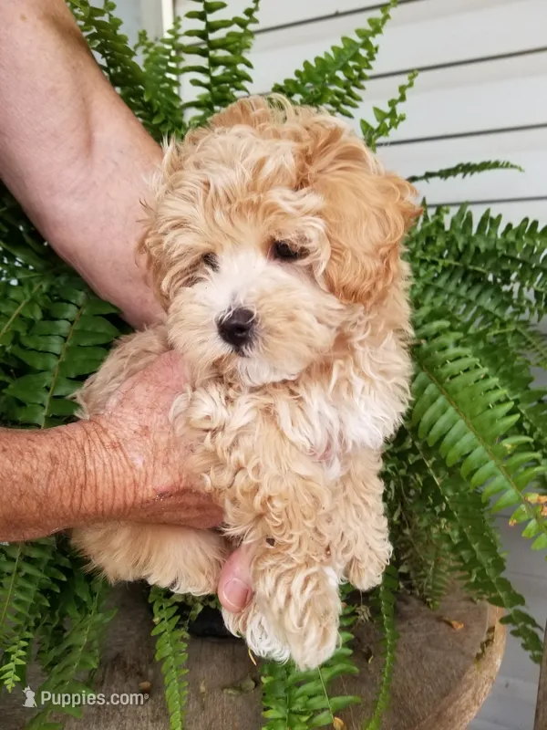 Rubble  – Maltipoo puppy for sale in Bolivar, MO