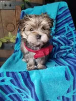 Rubble , a male Morkie for sale in Bolivar, MO – 8 of 10