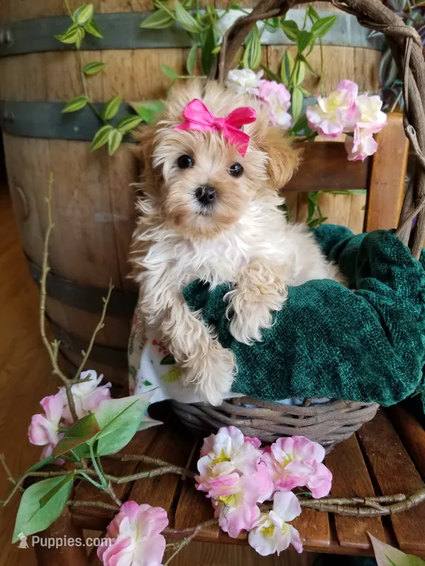 Buttons  – Maltipoo puppy for sale in Bolivar, MO