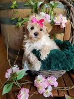 Buttons , a female Maltipoo for sale in Bolivar, MO – 8 of 10