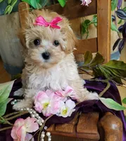 Sally , a female Maltipoo for sale in Bolivar, MO – 9 of 9