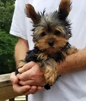 Beethoven , a male Yorkshire Terrier for sale in Bolivar, MO – 5 of 6