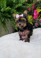 Libby, a female Yorkshire Terrier for sale in Bolivar, MO – 5 of 10