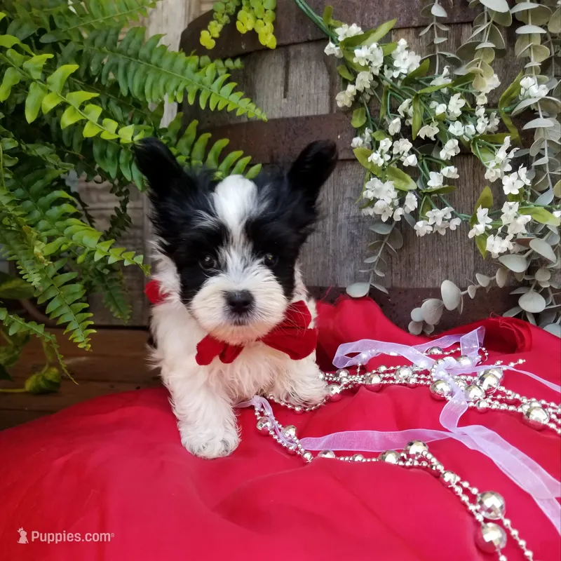 Rocky – Morkie puppy for sale in Bolivar, MO