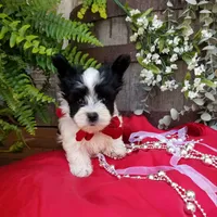 Rocky, a male Morkie for sale in Bolivar, MO – 1 of 10