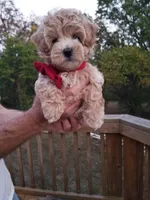 Rubble , a male Maltipoo for sale in Bolivar, MO – 6 of 10