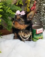 Catalina , a female Yorkshire Terrier for sale in Bolivar, MO – 9 of 10