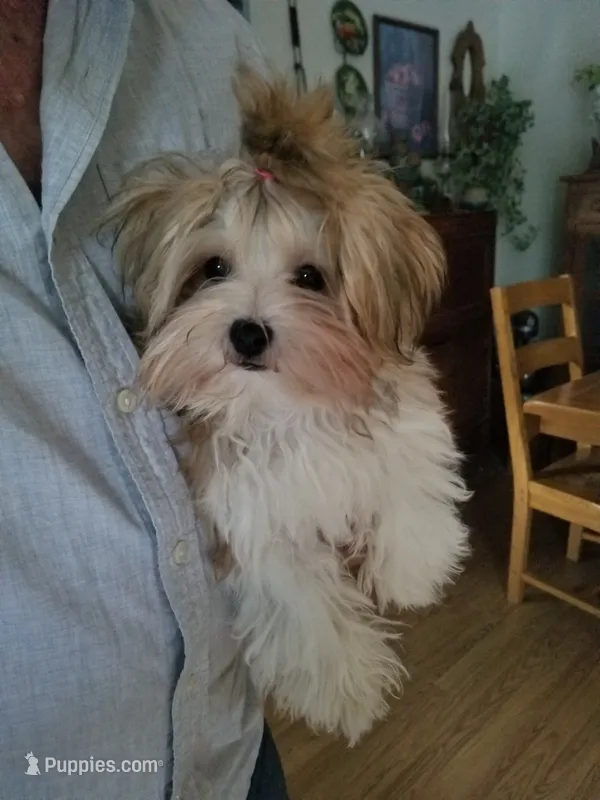 Happy  – Morkie puppy for sale in Bolivar, MO