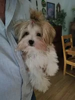 Happy , a male Morkie for sale in Bolivar, MO – 1 of 10
