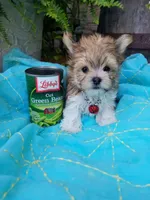 Happy , a male Morkie for sale in Bolivar, MO – 9 of 10