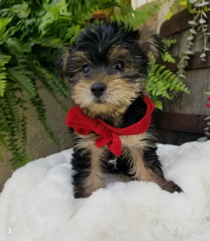 Lucas  – Yorkshire Terrier puppy for sale in Bolivar, MO
