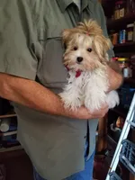 Happy , a male Morkie for sale in Bolivar, MO – 4 of 10