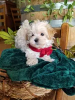 Hunter , a male Maltipoo for sale in Bolivar, MO – 9 of 9