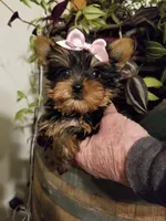 Libby, a female Yorkshire Terrier for sale in Bolivar, MO – Photo 4 of 4