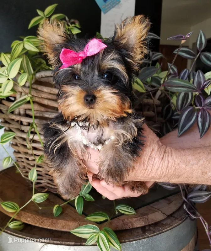 Libby – Yorkshire Terrier puppy for sale in Bolivar, MO