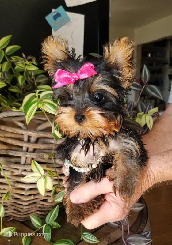 Libby – Yorkshire Terrier puppy for sale in Bolivar, MO