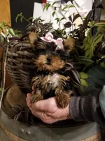 Libby, a female Yorkshire Terrier for sale in Bolivar, MO – Photo 1 of 4