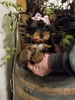 Libby, a female Yorkshire Terrier for sale in Bolivar, MO – Photo 3 of 4