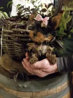 Libby, a female Yorkshire Terrier for sale in Bolivar, MO – Photo 2 of 4