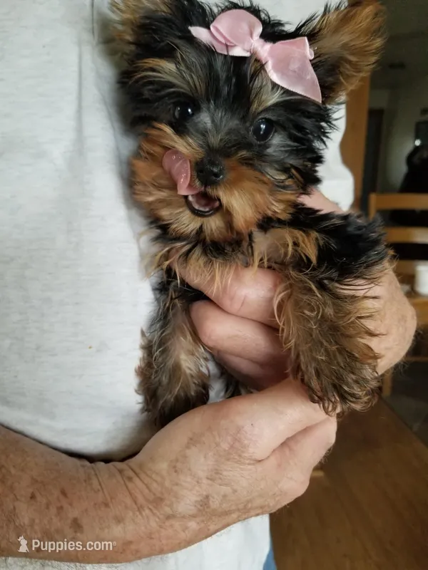 Libby – Yorkshire Terrier puppy for sale in Bolivar, MO