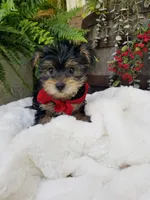 Lucas , a male Yorkshire Terrier for sale in Bolivar, MO – 5 of 6