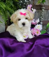 Lilo, a female Morkie for sale in Bolivar, MO – 7 of 10
