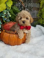 Nash, a male Maltipoo for sale in Bolivar, MO – 8 of 10