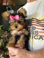 Catalina , a female Yorkshire Terrier for sale in Bolivar, MO – 2 of 10
