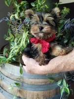 Charlie , a male Yorkshire Terrier for sale in Bolivar, MO – 5 of 6