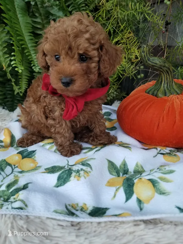 Apple – Poodle - Toy  puppy for sale in Bolivar, MO