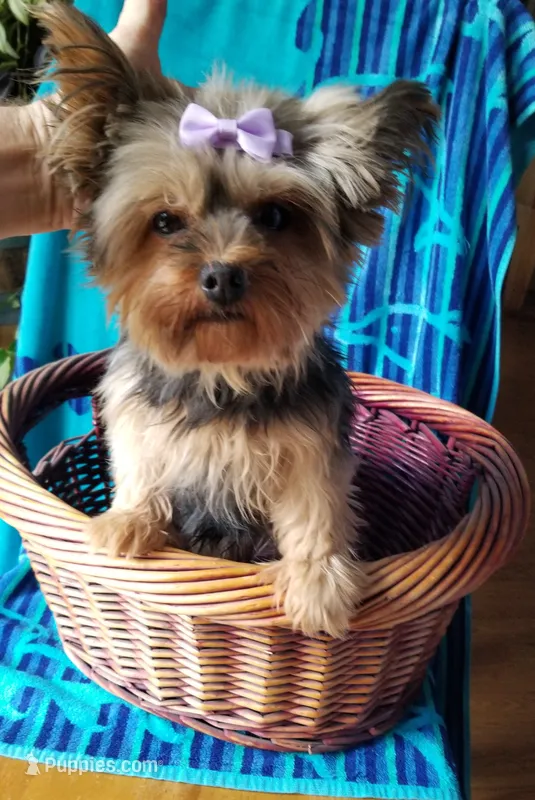 Hannah – Yorkshire Terrier puppy for sale in Bolivar, MO