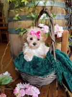 Buttons , a female Maltipoo for sale in Bolivar, MO – 5 of 10